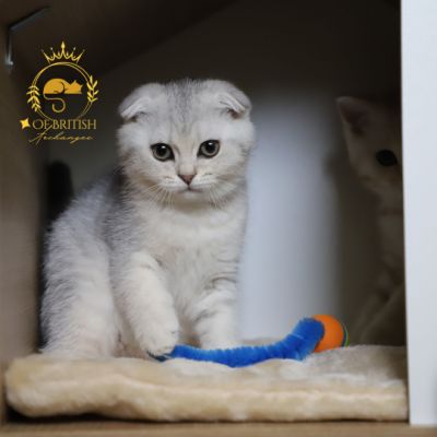 Uguette Of british Archanges