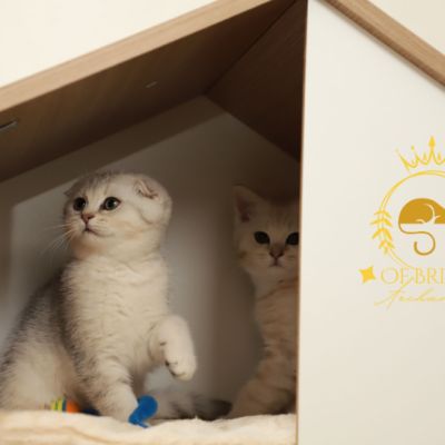 Uguette Of british Archanges