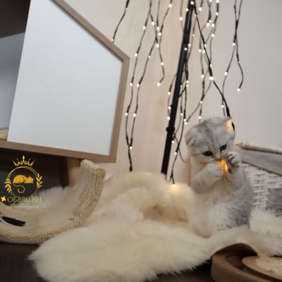 Uguette Of british Archanges