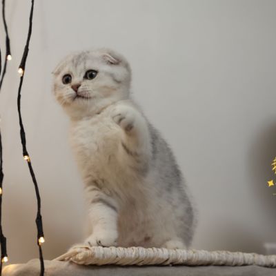 Uguette Of british Archanges