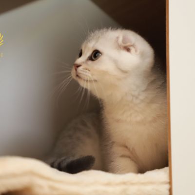 Uguette Of british Archanges