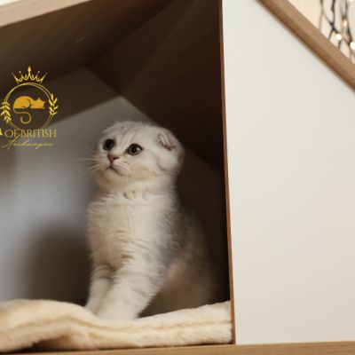 Uguette Of british Archanges