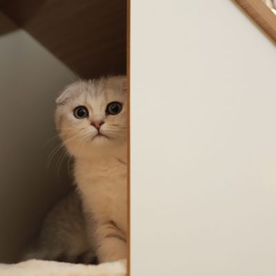 Uguette Of british Archanges