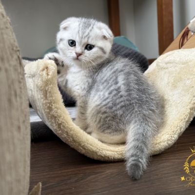 Uguette Of british Archanges