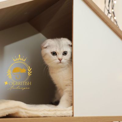 Uguette Of british Archanges