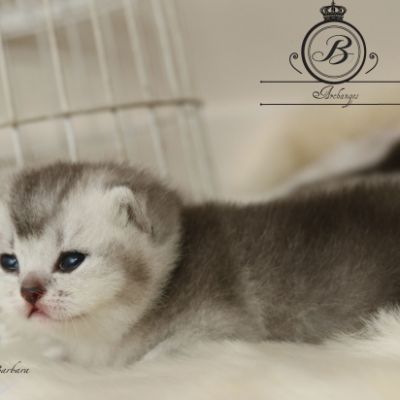 Peanut's of British Archanges