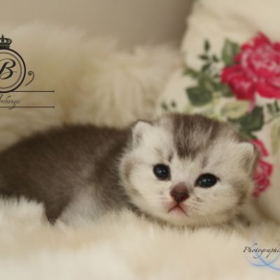 Peanut's of British Archanges