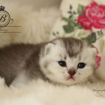 Peanut's of British Archanges