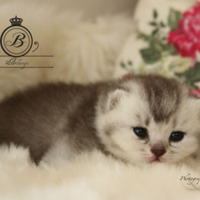 Peanut's of British Archanges