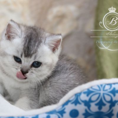 Peanut's of British Archanges