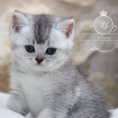 Peanut's of British Archanges