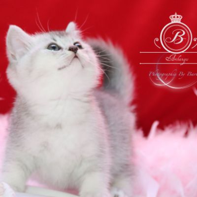 Peanut's of British Archanges