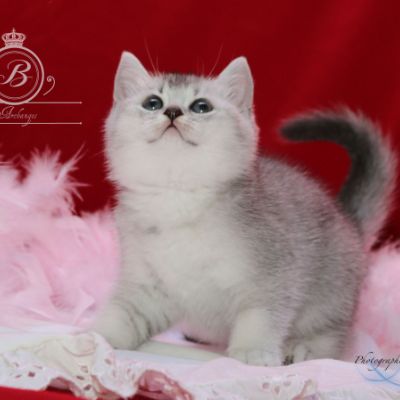 Peanut's of British Archanges