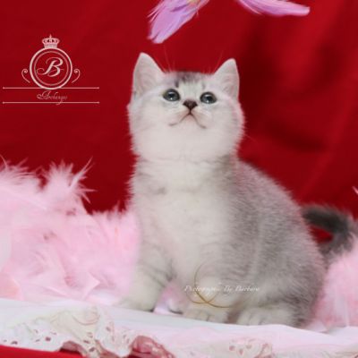 Peanut's of British Archanges