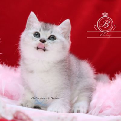 Peanut's of British Archanges