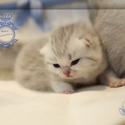 Tchoupi Of british Archanges