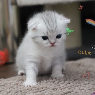 Tchoupi Of british Archanges