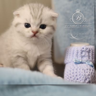 Tchoupi Of british Archanges