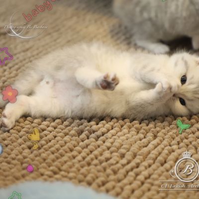 Tchoupi Of british Archanges