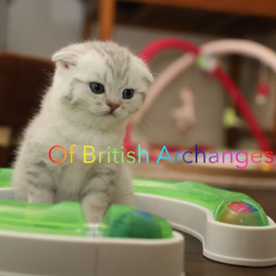 Tchoupi Of british Archanges