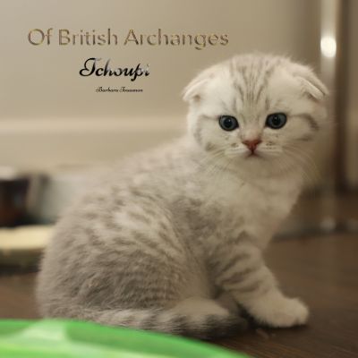 Tchoupi Of british Archanges
