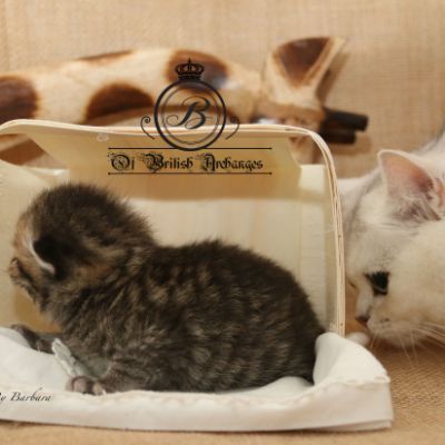 Rothchild Of British Archanges