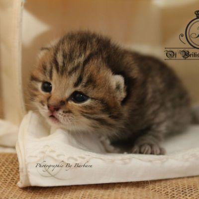 Rothchild Of British Archanges