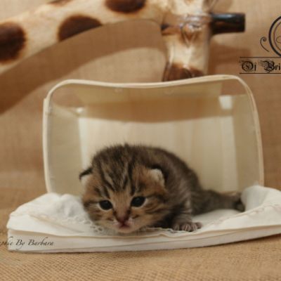 Rothchild Of British Archanges