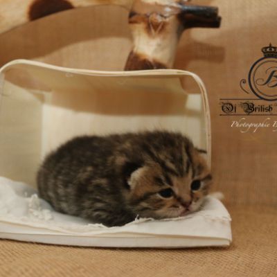 Rothchild Of British Archanges