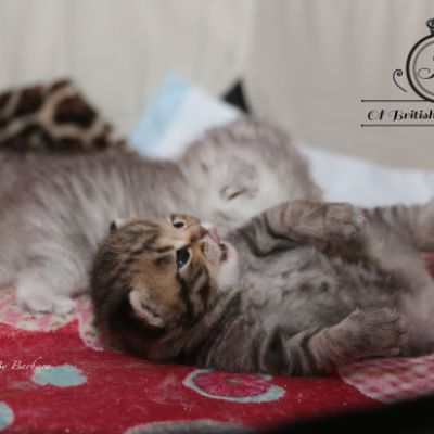 Rothchild Of British Archanges