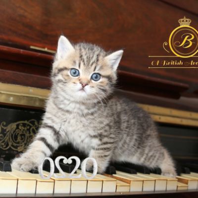 Rothchild Of British Archanges