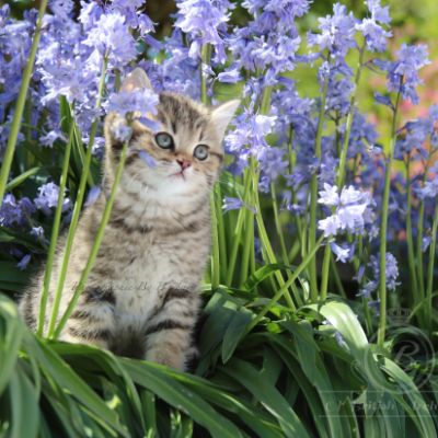 Rothchild Of British Archanges