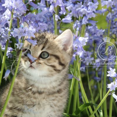 Rothchild Of British Archanges