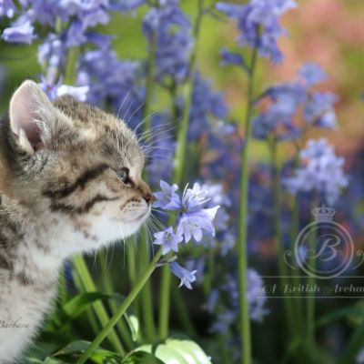 Rothchild Of British Archanges