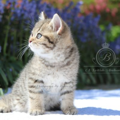 Rothchild Of British Archanges