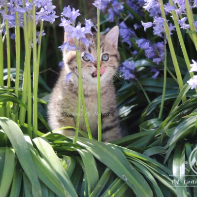 Rothchild Of British Archanges