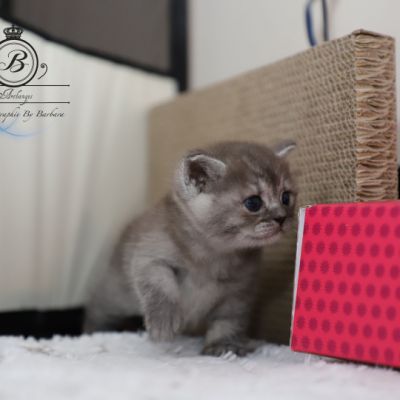 Scalie Of British Archanges