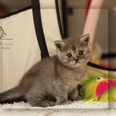 Scalie Of British Archanges