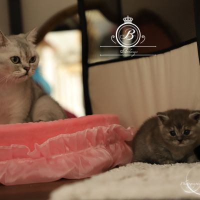 Scalie Of British Archanges