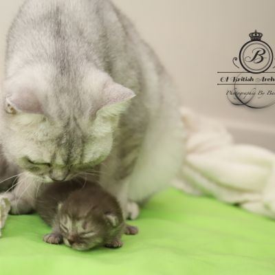 Scalie Of British Archanges