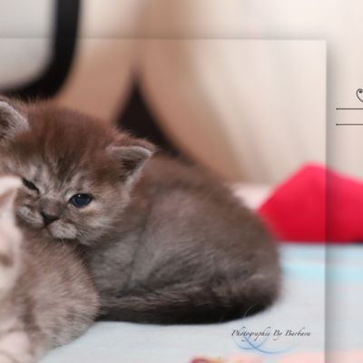 Scalie Of British Archanges