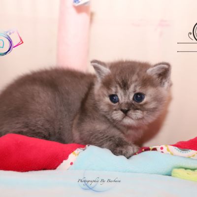 Scalie Of British Archanges