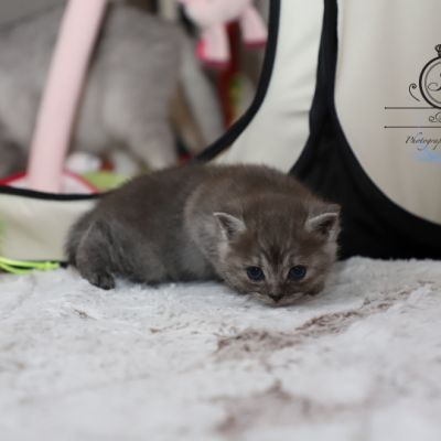 Scalie Of British Archanges