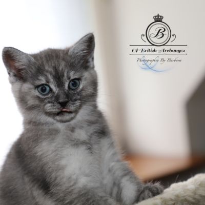 Scalie Of British Archanges