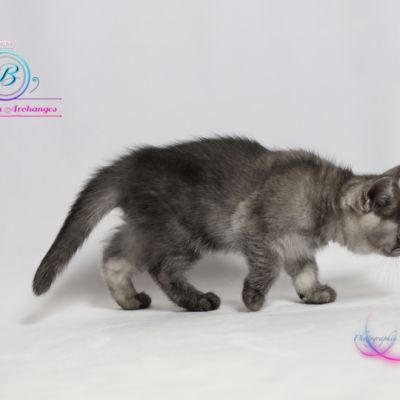 Scalie Of British Archanges