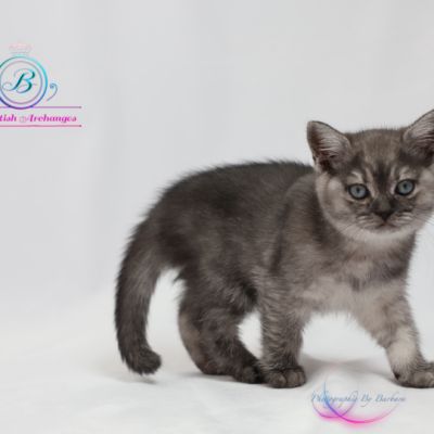 Scalie Of British Archanges