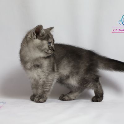 Scalie Of British Archanges