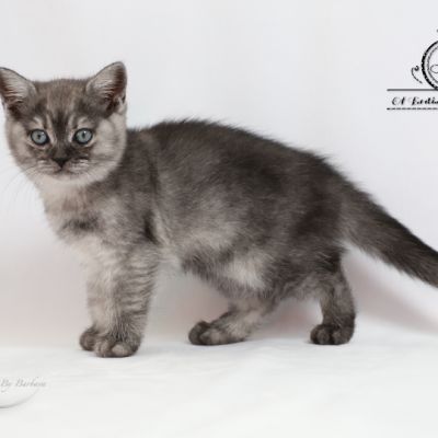 Scalie Of British Archanges