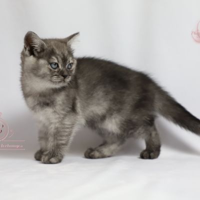 Scalie Of British Archanges