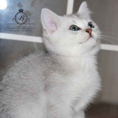 Octave of british archanges